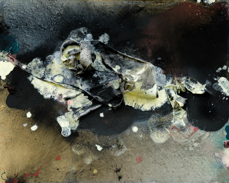 Chrysalide Salamandre