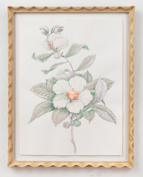 Endangered Franklinia