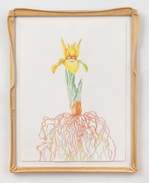 Endangered Iris Winogradowii