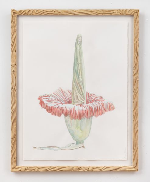 Endangered Corpse Flower