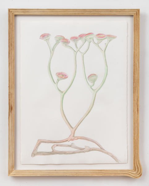 Endangered Cooksonia