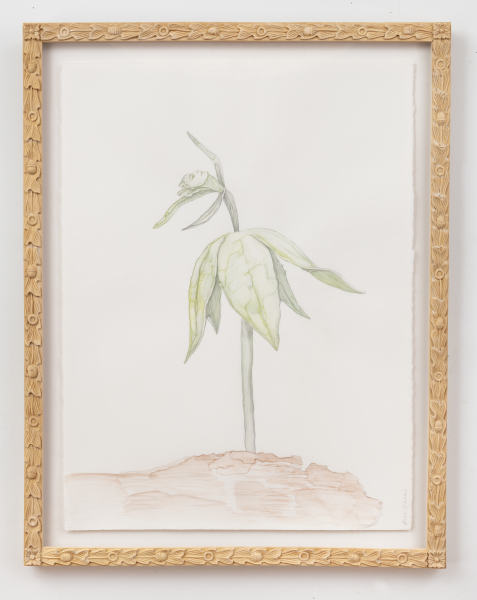 Endangered Small Whorled Pogonia