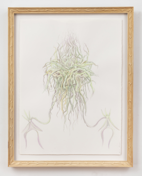 Endangered The Ghost Orchid