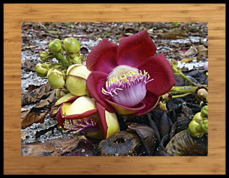 Autre nature - livre n°40