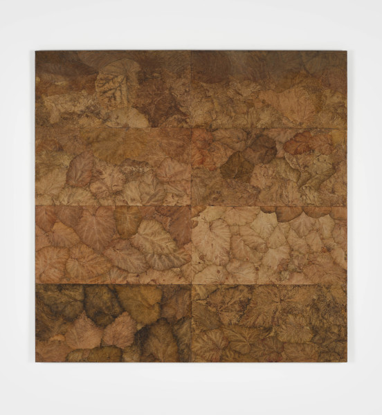 Potagerie de rhubarbe