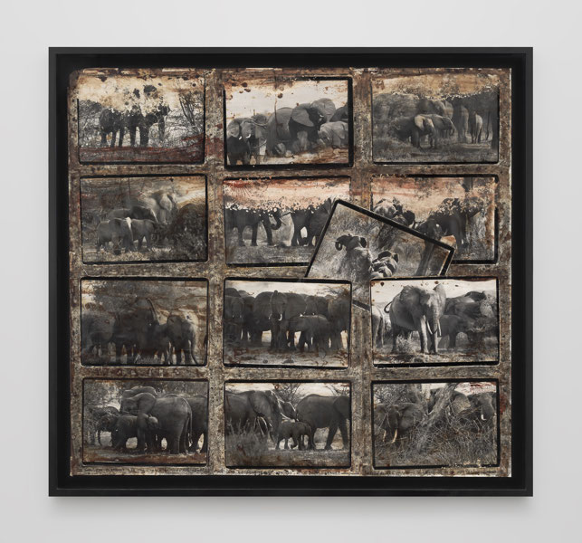 The Elephant in the Course of Time