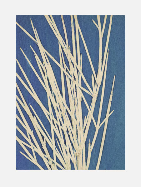 Empreinte d'herbes à la presse