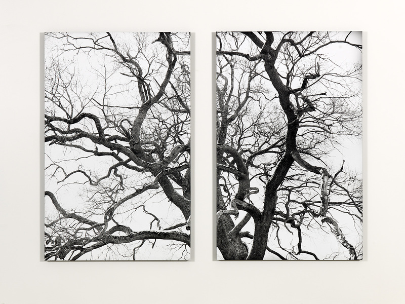 Sans-Titre, Chênes, Ed. /3