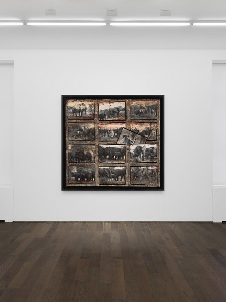 Peter Beard: The Scheme of Things - Installation View C