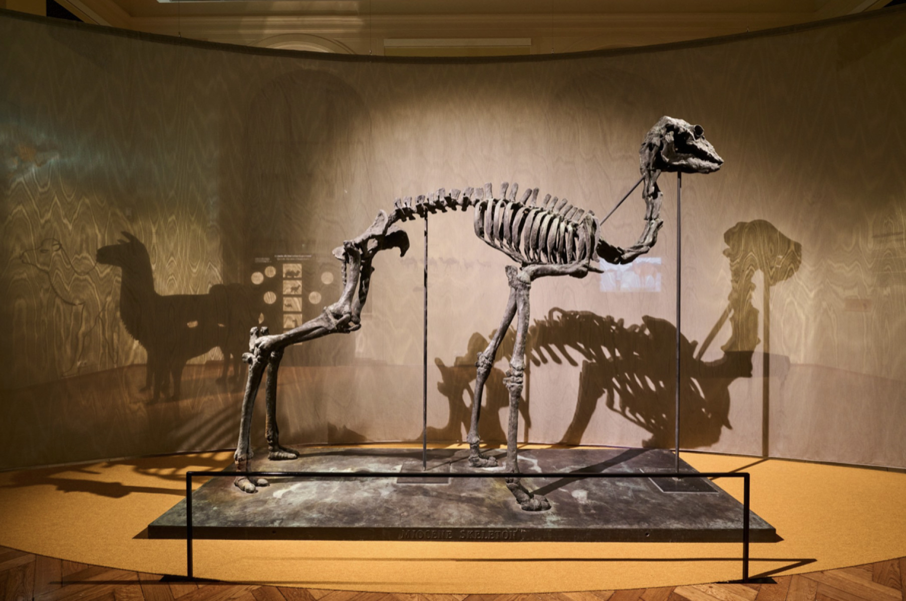 Nancy Graves On the Backs of Camels, Weltmuseum Wien, Vienne, Autriche